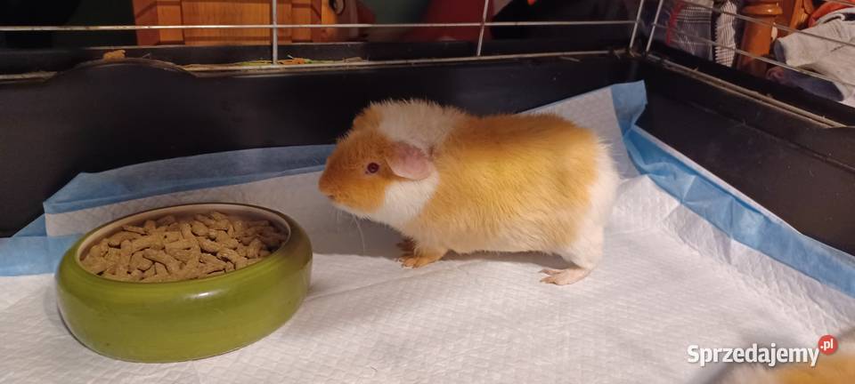 Świnki morskie rasa TEDDY 55 miesięczne samczyki Poznań