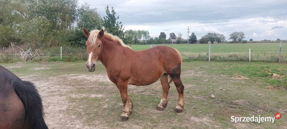Konie klacze zimnokrwiste sokólskie programowe Pęchratka Mała