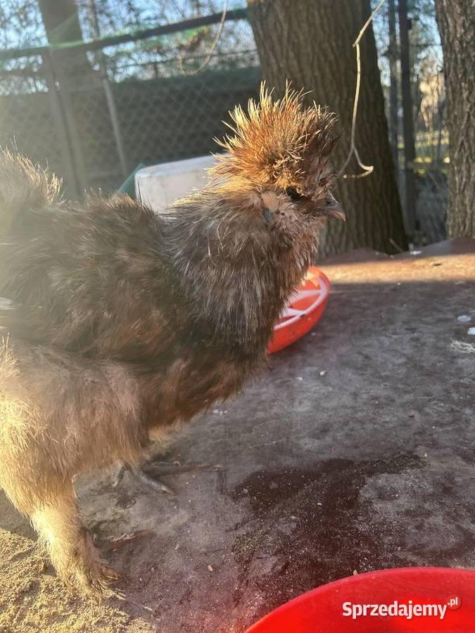 Sprzedam kolorowe koguty silki Lucynów