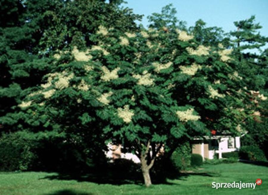 ARALIA JAPOŃSKA Aralia elata NASIONA 1000 sztuk Lubanie