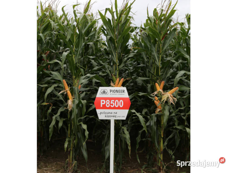 Kukurydza Pioneer P8500 FAO 250 idealny na Gniezno sprzedam