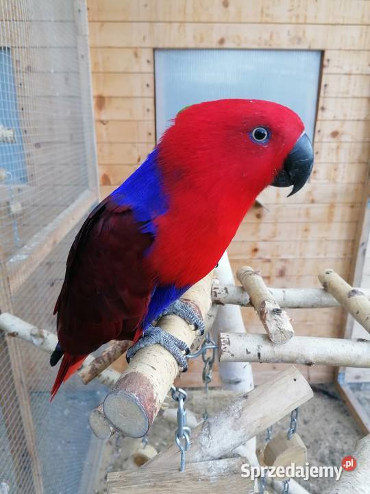 Lora wielka samica Sochaczew