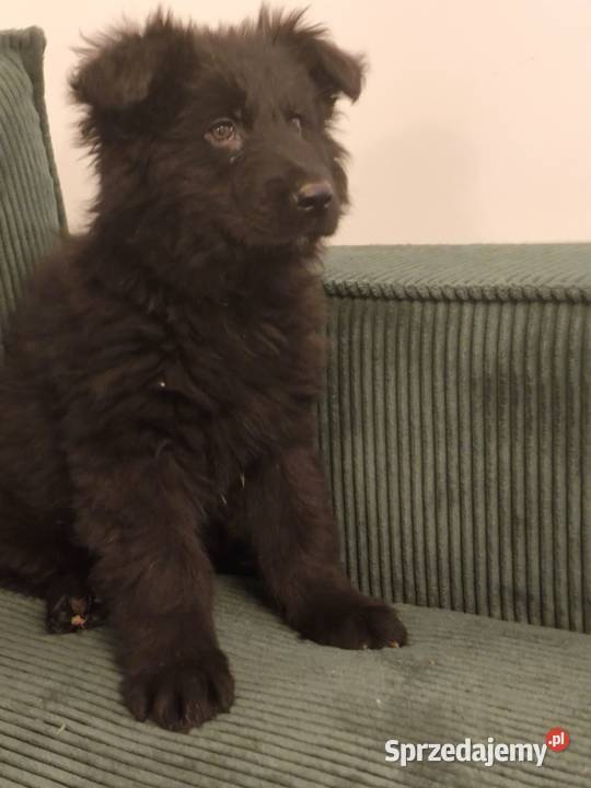 Sprzedam szczenięta owczarka niemieckiego Owczarek Ukta