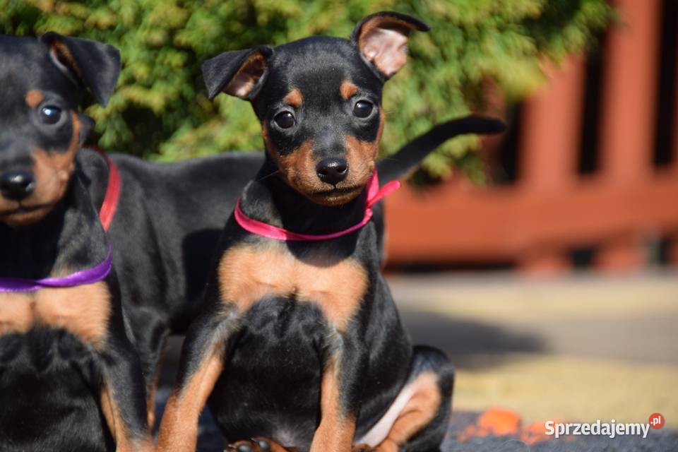 Szczenięta Pinczer Miniaturowy ZKWP fci Łochów