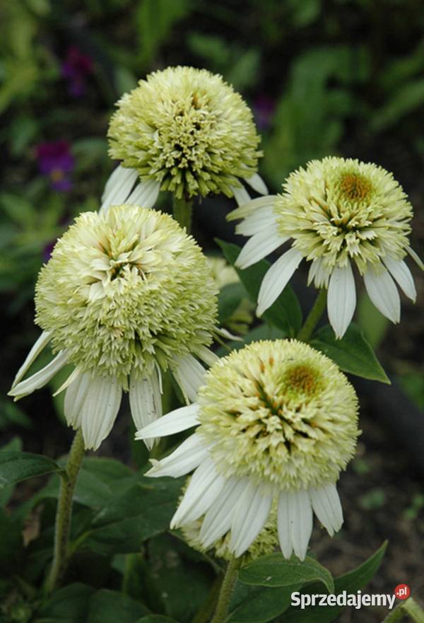 JEŻÓWKA COCOUNT LIME sadzonki w doniczkach Liściaste kujawsko-pomorskie Ustronie