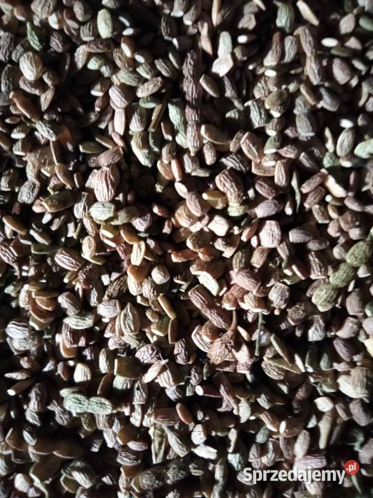 Saladera seladera ze zbioru 2025 Sochaczew