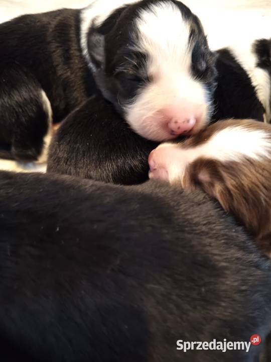 Szczeniak Border Collie Kolonowskie