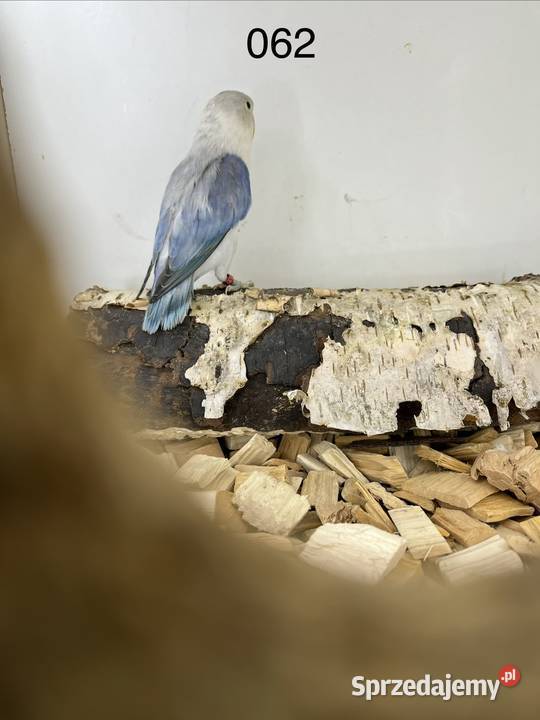 Nierozłączki turkuseuving Ryki