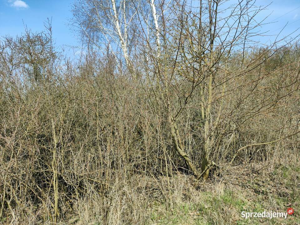 oddam gałęzie samosiejki Prawiedniki