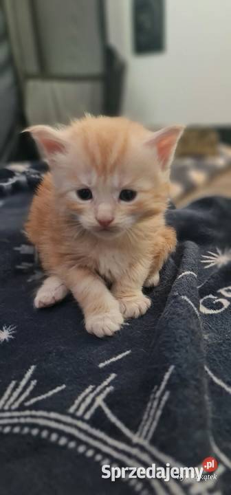Maine Coon z rodowodem WCF MonsterlandPL Kocięta Bożków