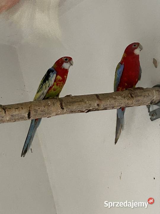 Rozelle Białolice Podolsze