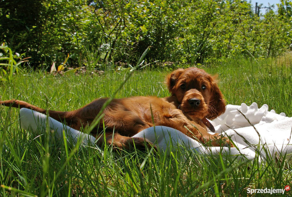 Seter irlandzki szczenięta z rodowodem ZKwP świętokrzyskie Kielce