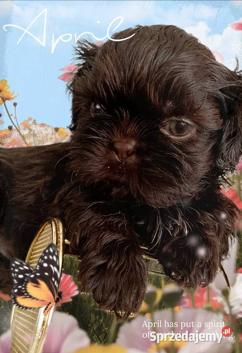 Do odbioru czekoladowy piesek rasy ShihTzu sprzedam