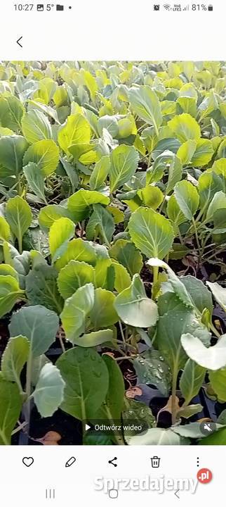 Sadzonka kapusty nozomi Wiąg