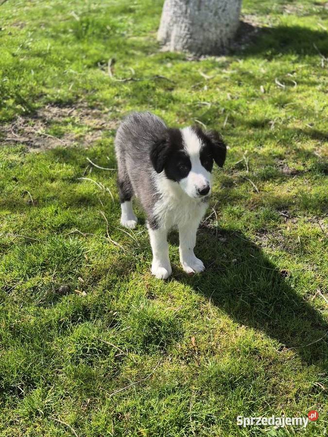 Border Collie Tarnów