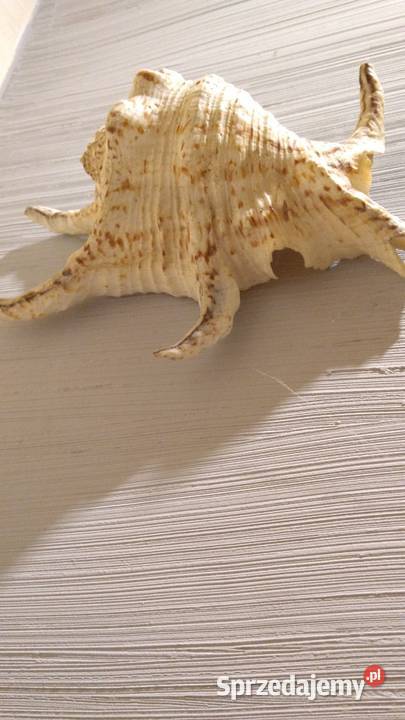 Muszla morska 18x14 łódzkie