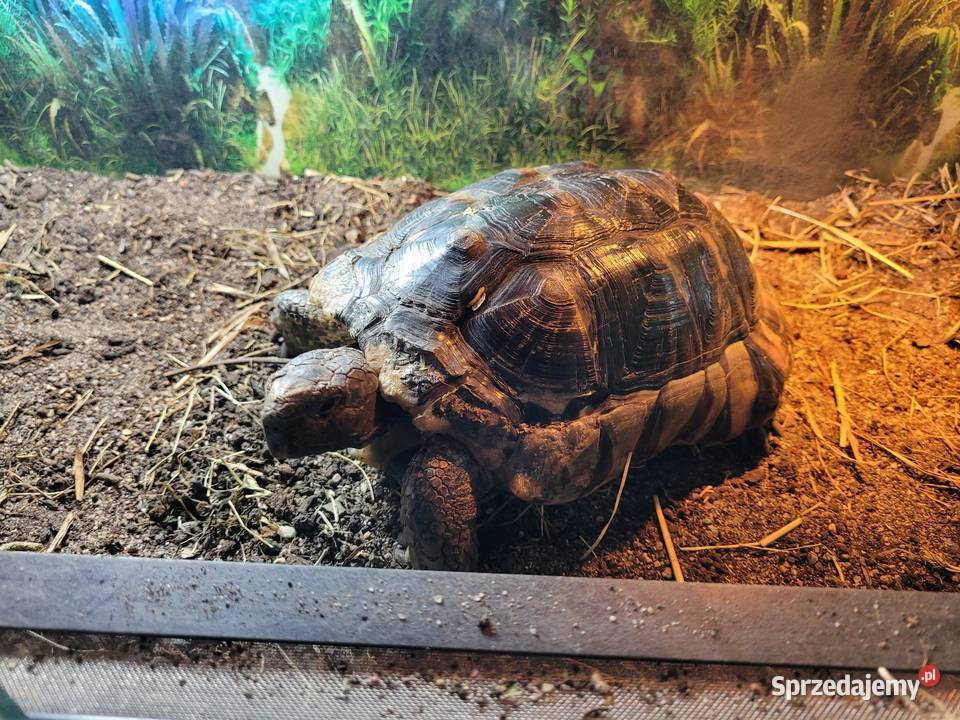 Żółw Obrzeżony Objezierze