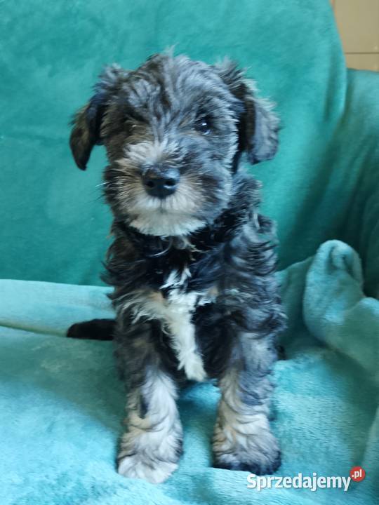 sznaucer miniaturowy Gniew