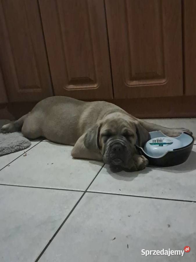 Urocze Cane Corso Ostrowiec Świętokrzyski