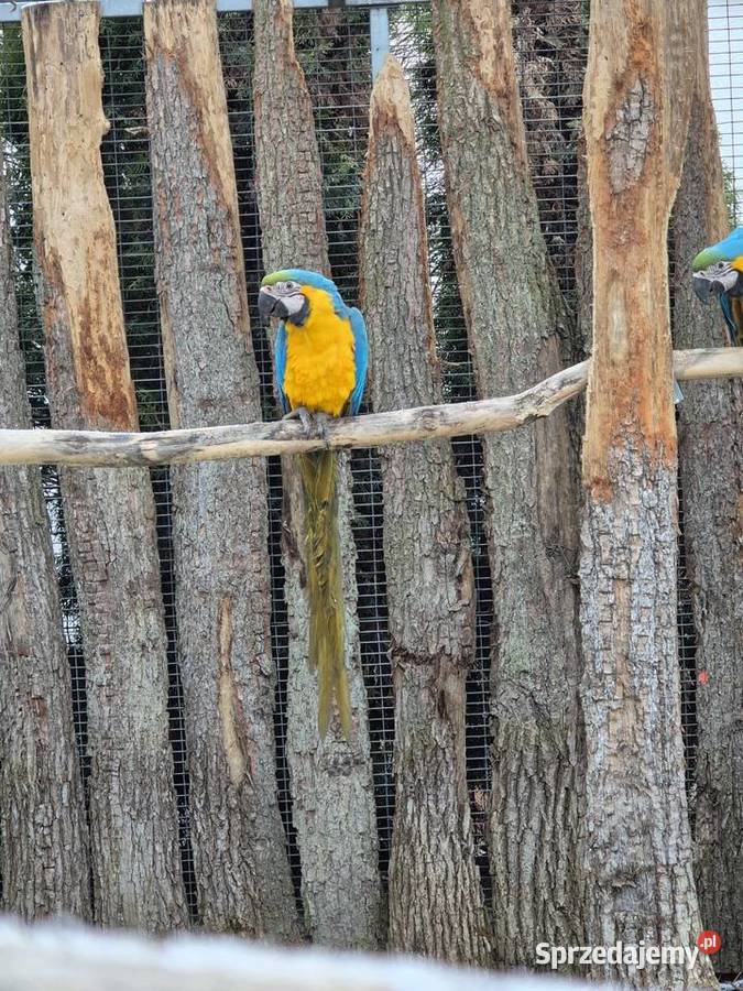 Ara Ararauna Rakoniewice