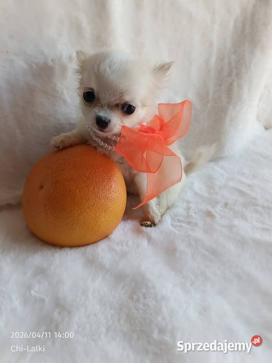 Chihuahua xxs dziewczynka suczka dlugowlosa sprzedam