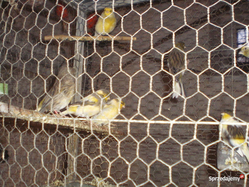 Kanarki Częstochowa sprzedam