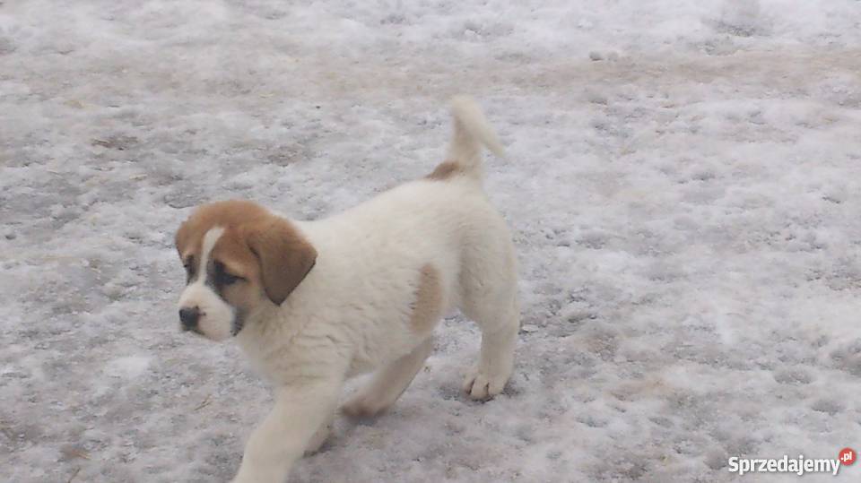 Owczarek środkowoazjatycki lubelskie