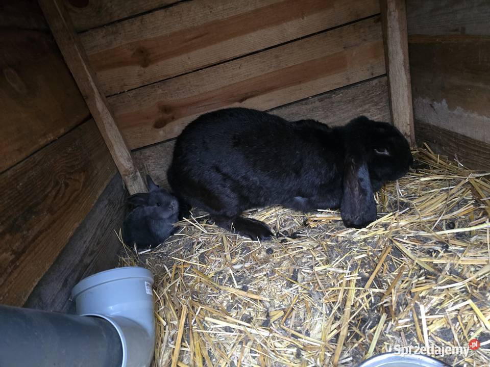 Króliki rasy baran francuski Króliki Ełk