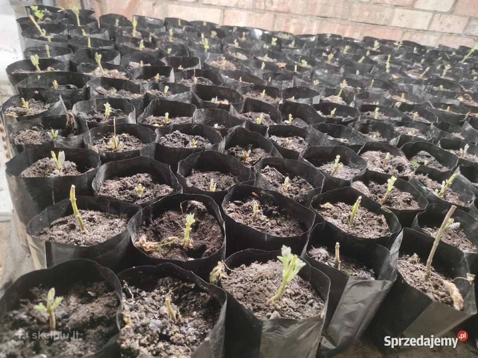 Paulownia Pao Tong Z07 sadzonki podlaskie Sejny