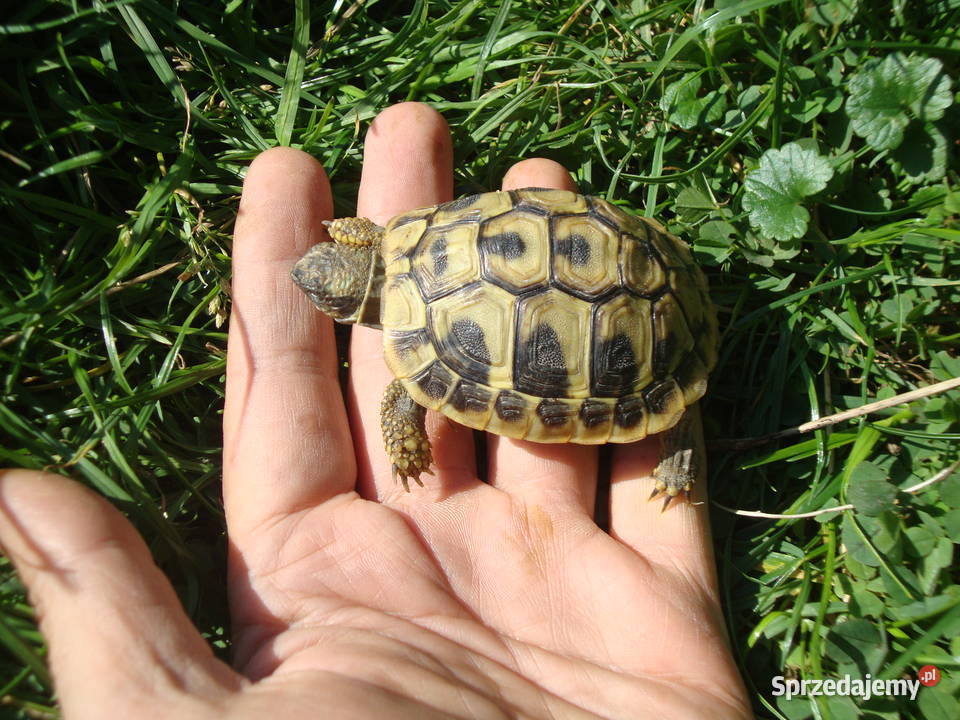 Żółwik grecki Lublin