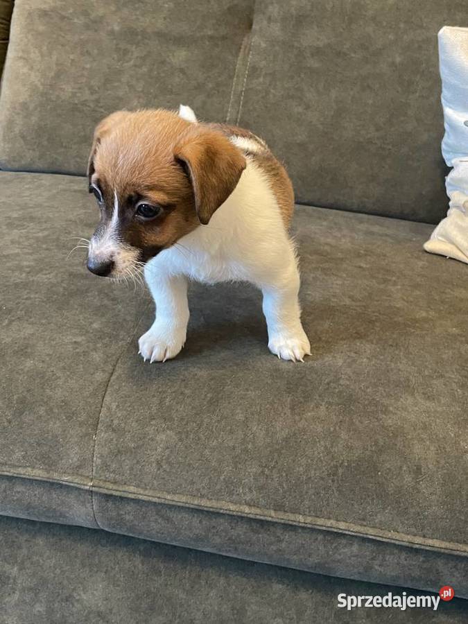 Jack Russell Terrier szczeniaczki Częstochowa sprzedam
