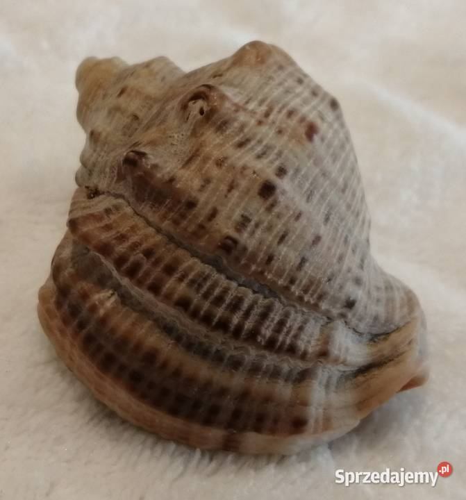 Muszla 48 62 Kreatywne Czeladź