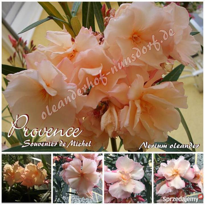 Sadzonki oleander o pachnących kwiatach na