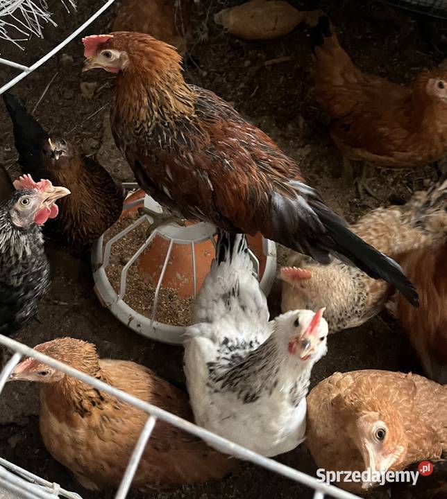 Koguty zielononóżki green shell