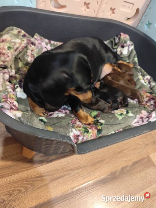 Jamnik krótkowłosy standardowy czekoladowyczarny