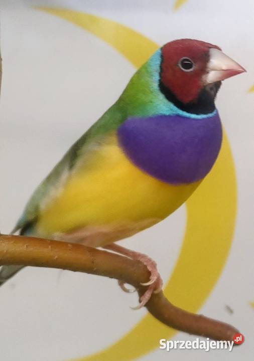 Amadyny wspaniałe sprzedam