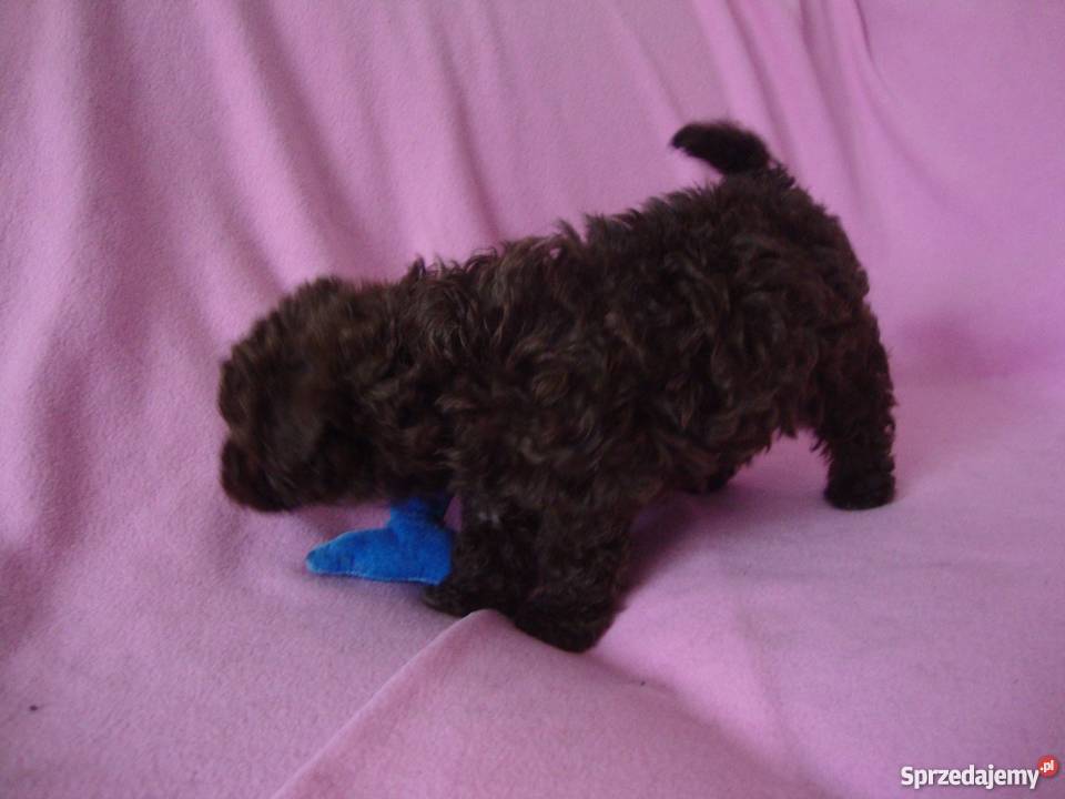 bolończyk kolorowy piesek czekoladowy