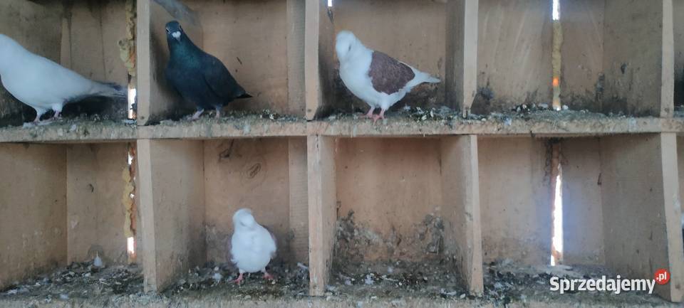 Sprzedam gołębie ozdobne lubelskie Tokarówka
