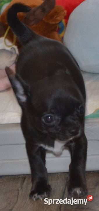 CHIHUAHUA CZARNY ŚLICZNY PIESEK Drogusza