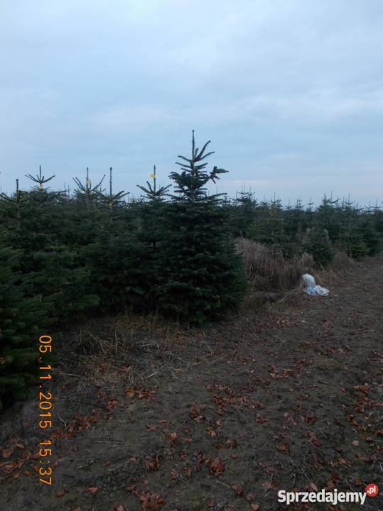 CHOINKI JODŁA ŚWIERK DONICZKA CIĘTY Rośliny Mszczonów