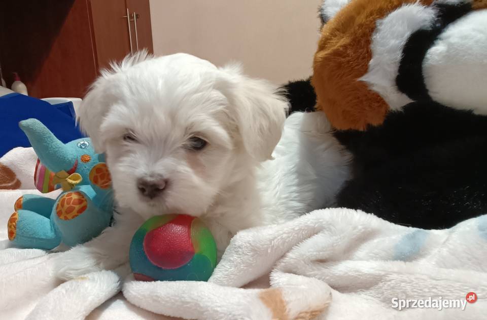 Maltańczykcudny piesek Maltańczyk Warszawa sprzedam