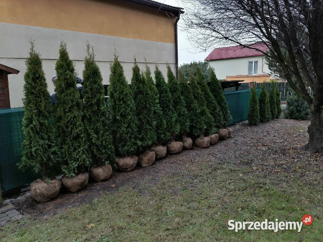 Tuja szmaragd szmaragdowa tuje na żywopłot podkarpackie Jabłonica