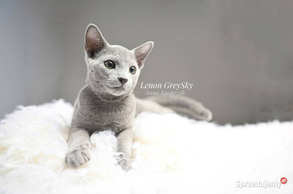 Kocurek Lenon Rosyjski Niebieski Rybnik