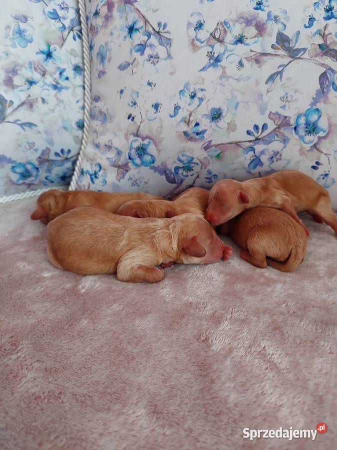 Pudel Pudelek miniaturka płowe