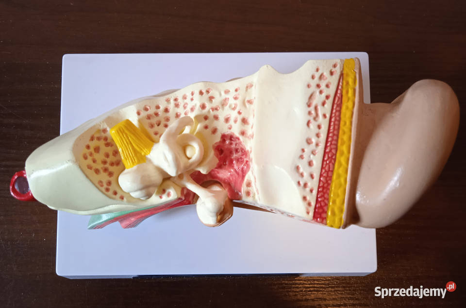 Medycyna model budowy ucha ludzkiego 3częściowy