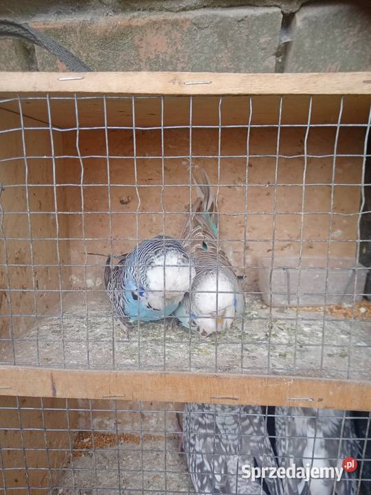 Faliste Wawrzeńczyce sprzedam