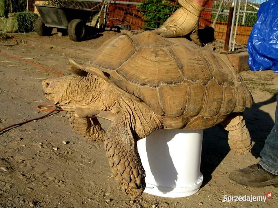 Duże Żółwie pustynne Centrochelys sulcata piękne Katowice