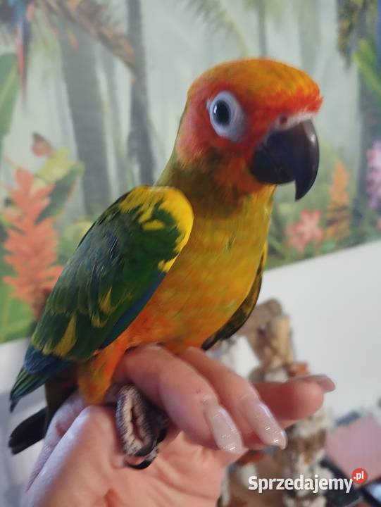 Papuga konura słoneczna ręcznie karmiona pomorskie