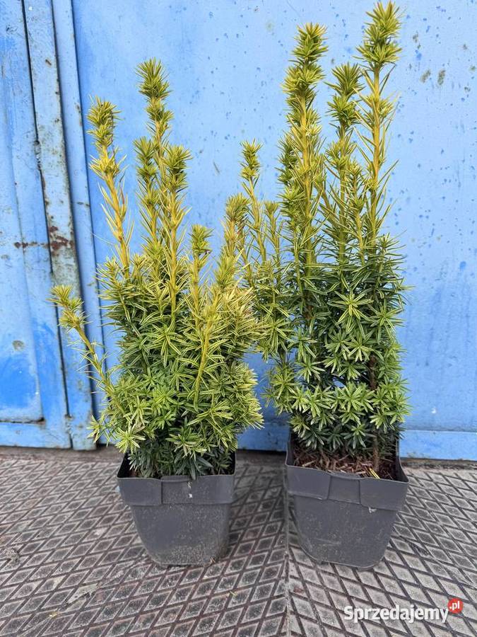 Sadzonki na żywopłot Bukszpan Cis Laurowiśnia Kielce