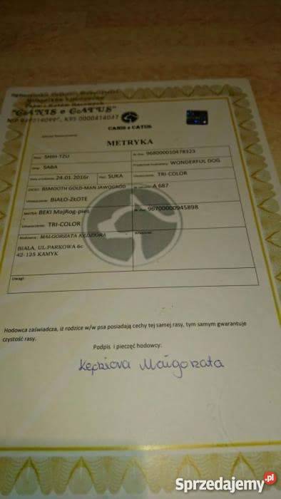 Shih Tzu Suczka sprzedam